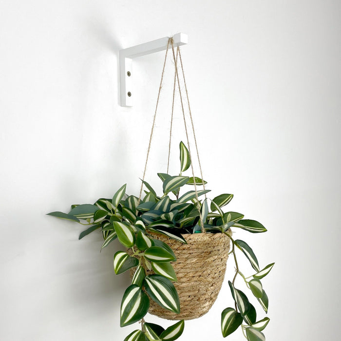 Bright Indoor Plant Hook for Wall | 6"x4" - Image 5