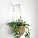 Bright Indoor Plant Hook for Wall | 6"x4" - Image 5