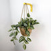 Bright Yellow Wall Mount Plant Holder | 6"x4" - Image 3