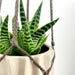 Minimalist Plant Bracket | Walnut Finish - Image 6