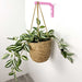 Pink Plant Bracket for Wall | 6"x4" - Image 2