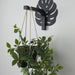 Monstera Leaf Wall Hook for Planter | Black. preview