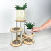 Set of 3 Curved Plant Stands | Natural Flow Design - Image 1