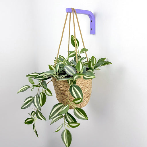 Vibrant Purple Plant Hanger for Wall | 6"x4" - Image 2