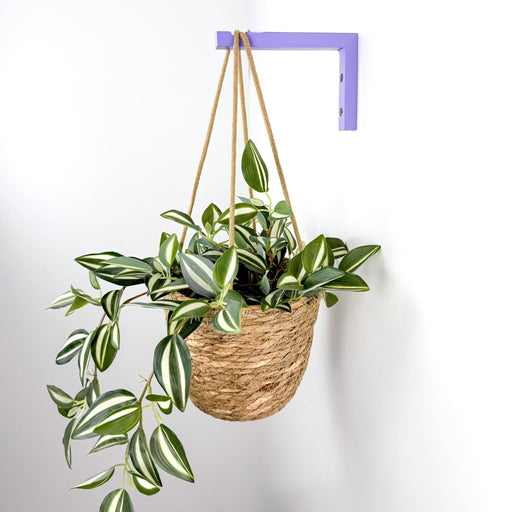 Wall Bracket for Plants | Purple 6"x4" - Image 2