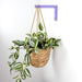 Wall Bracket for Plants | Purple 6"x4" - Image 2