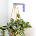 Wall Bracket for Plants | Purple 6"x4" - Image 1