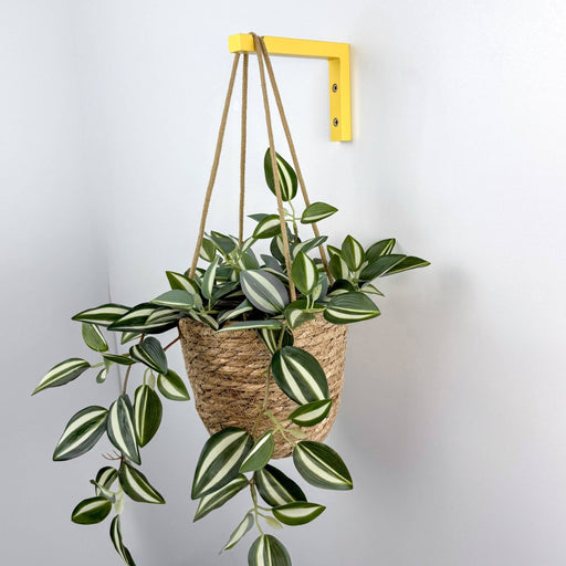 Wall Bracket for Plants | Yellow 6"x4" - Image 2