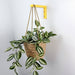 Wall Bracket for Plants | Yellow 6"x4" - Image 2