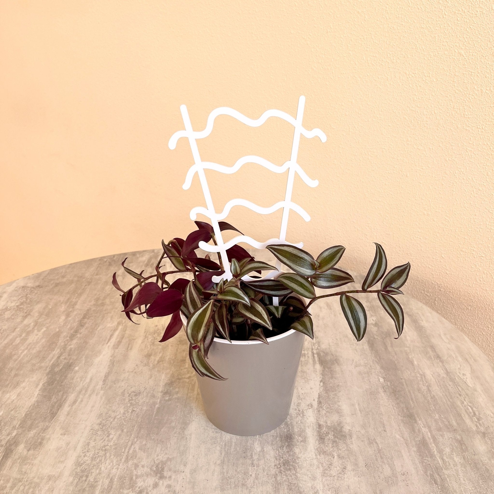 Indoor Trellis for Climbing Plant