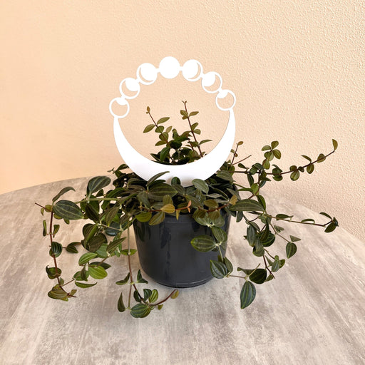 Moon Phase Plant Trellis for Indoor Plants | White - Even Wood