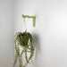 Wavy Plant Hanger Hook for Wall | Colorful 6"x4" - Image 4