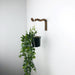 Wavy Plant Hanging Bracket | Walnut 6"x4" - Even Wood